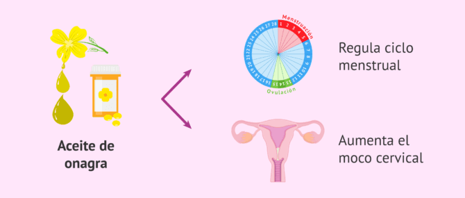 Es Beneficioso El Aceite De Onagra Para La Fertilidad Femenina