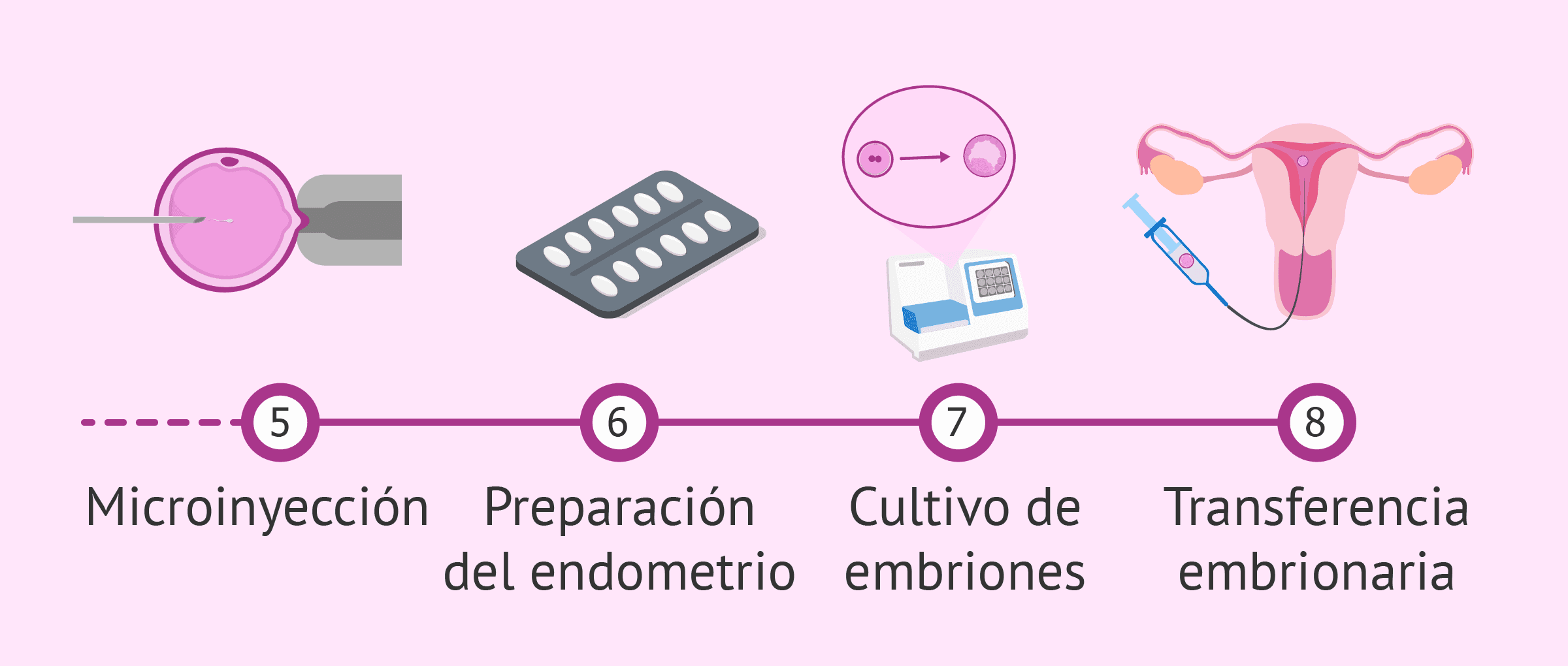 Fases Del Proceso De Una Icsi