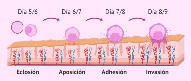 Qué es la implantación del embrión y cuándo se produce