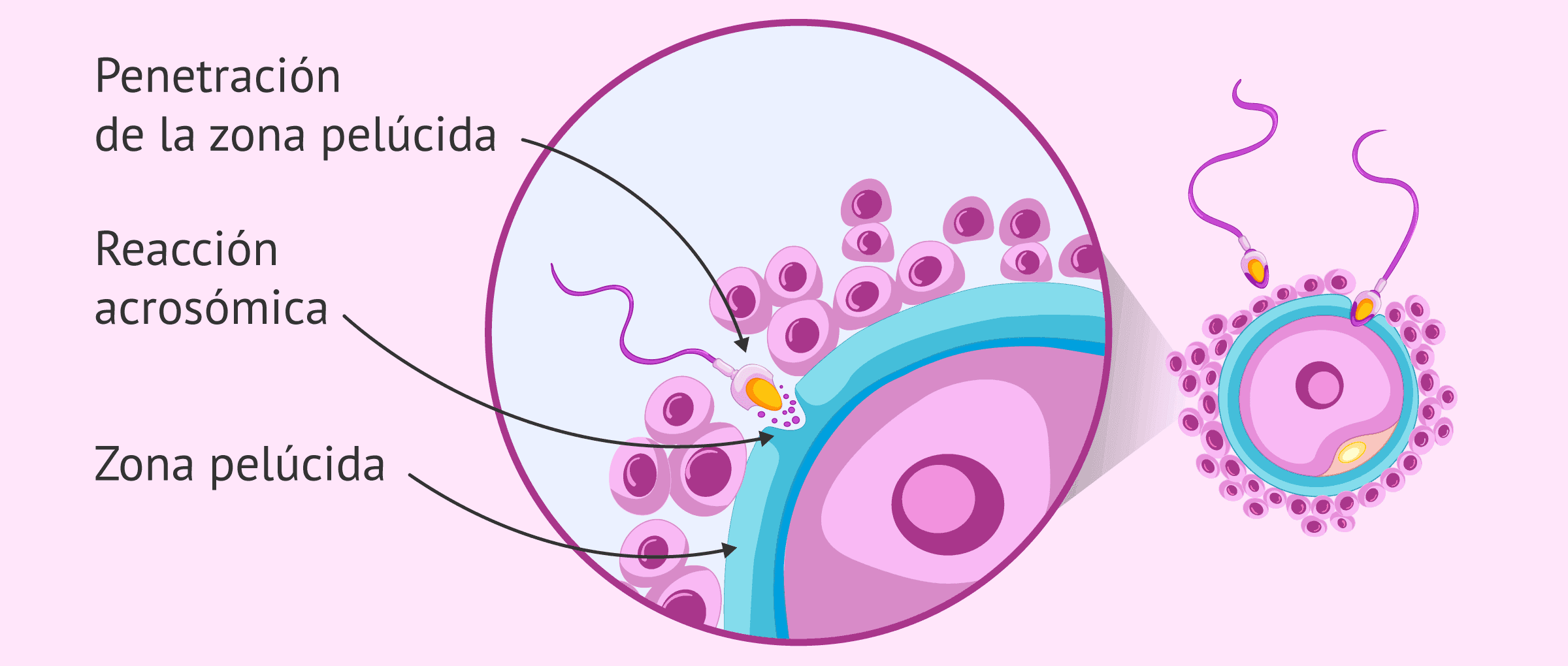 LA FECUNDACION Mind Map