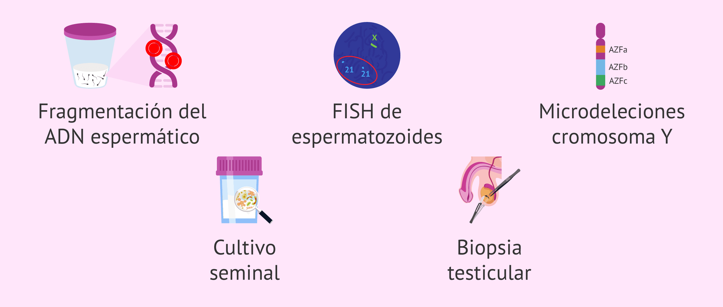 Pruebas Adicionales De Fertilidad Masculina