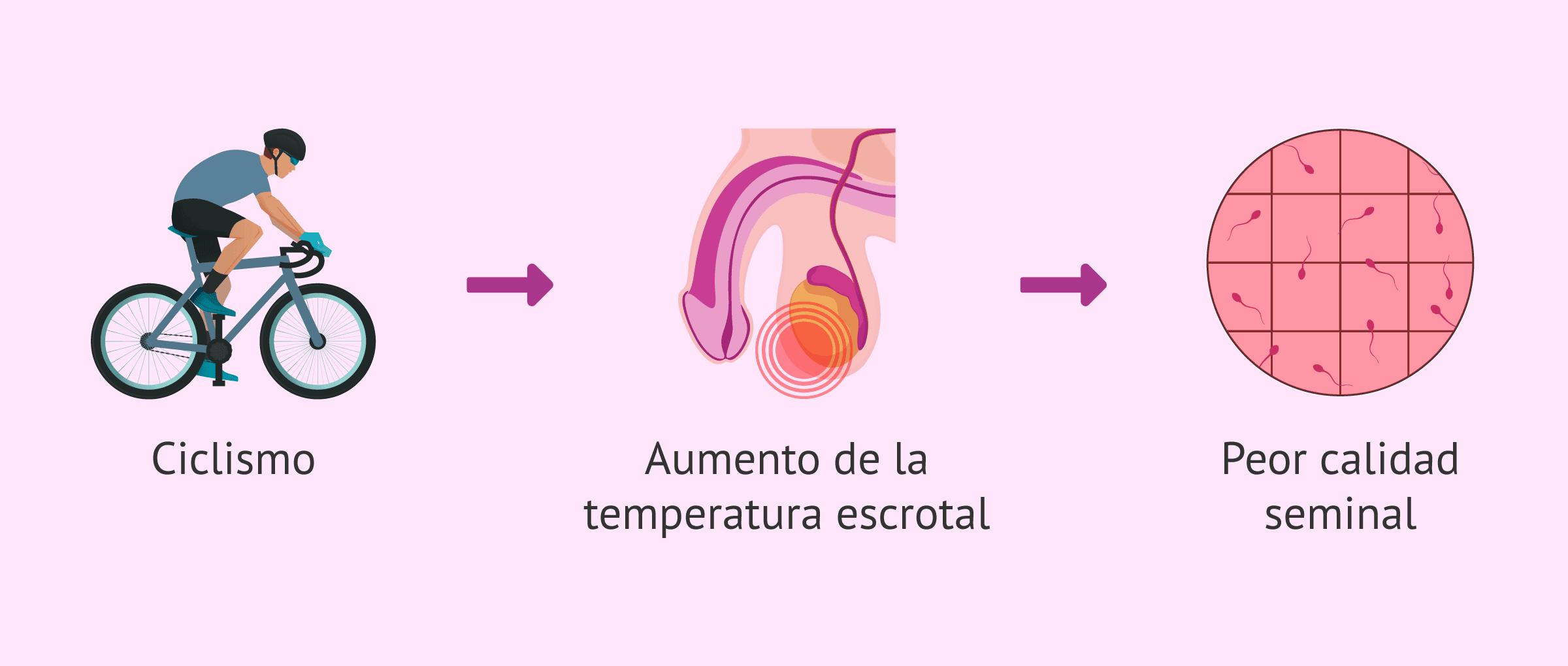 Imagen: Practicar ciclismo y consecuencias en la calidad seminal