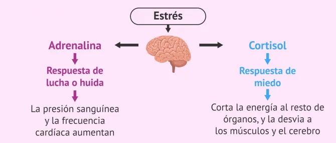 el estrés crónico y el cerebro