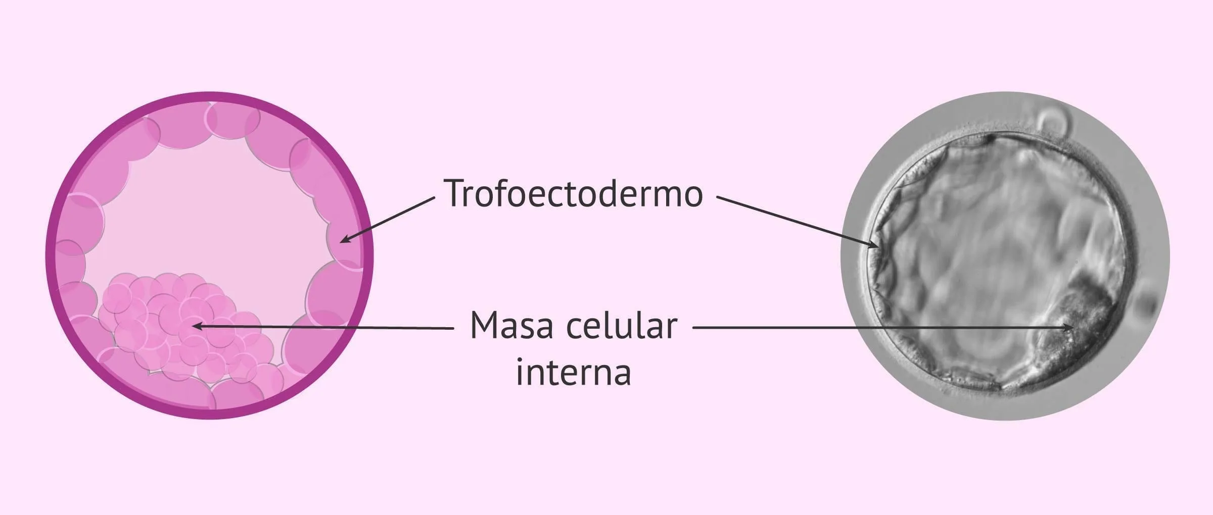 Test positivo pero no se online ve nada en la eco