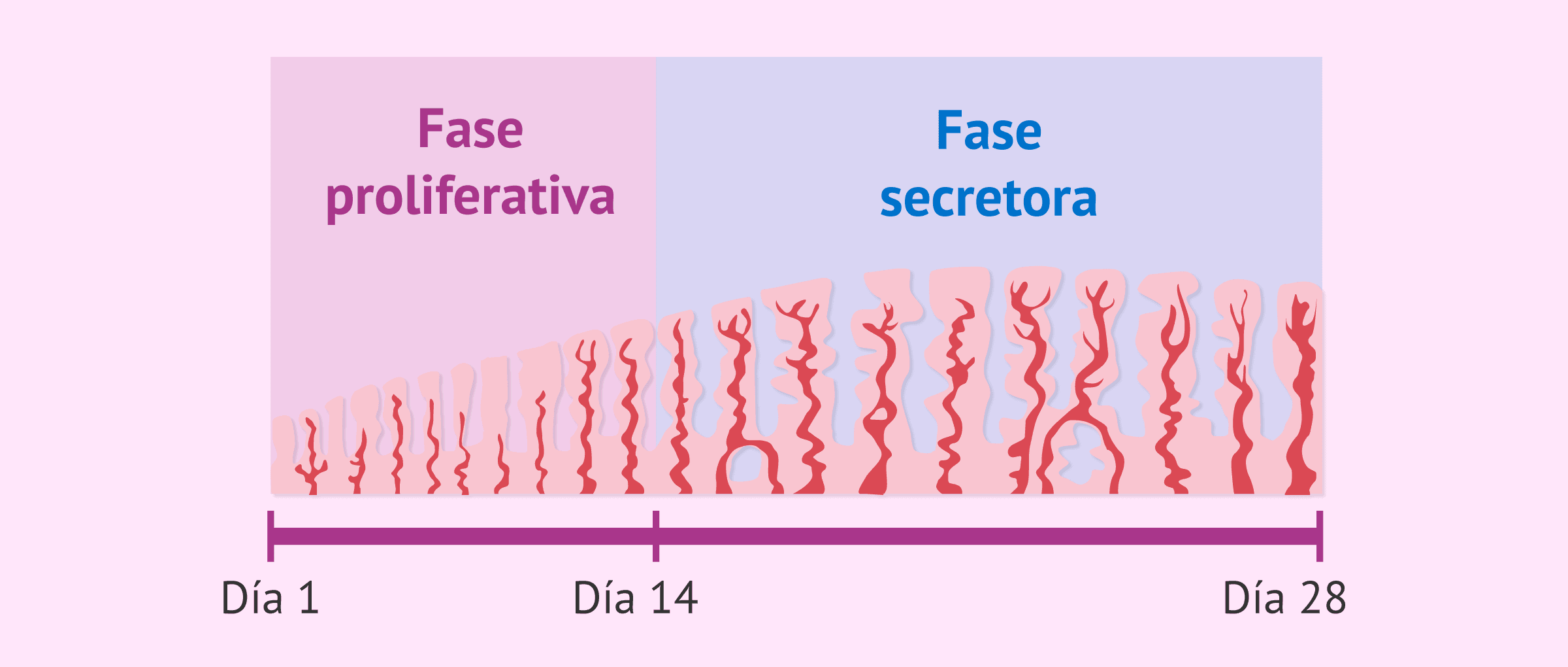 Imagen: Estado del endometrio según la fase del ciclo menstrual