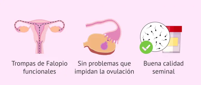 como funciona la inseminacion artificial canina