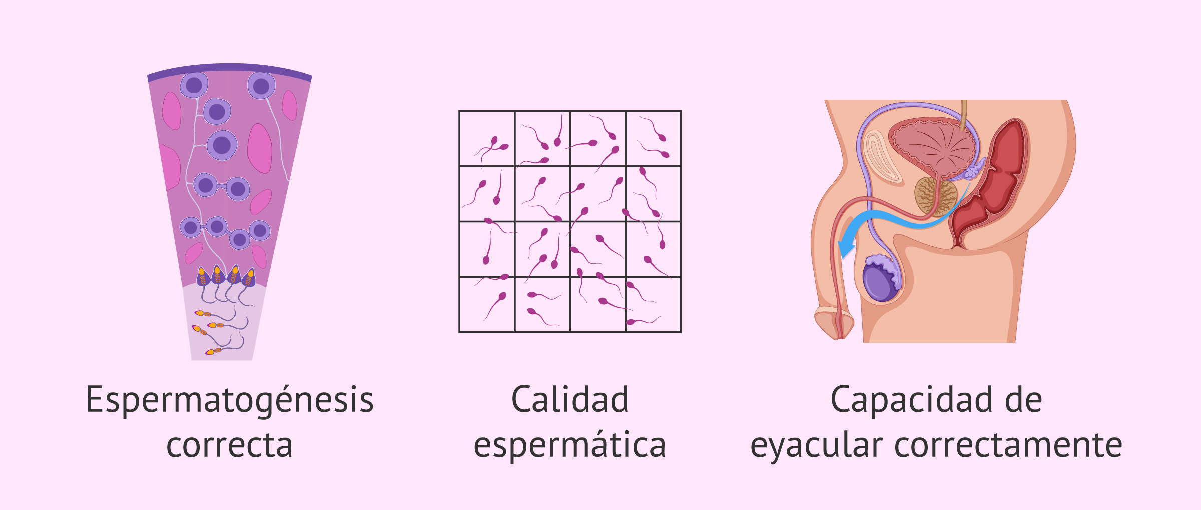 Factores Que Intervienen En La Fertilidad Masculina