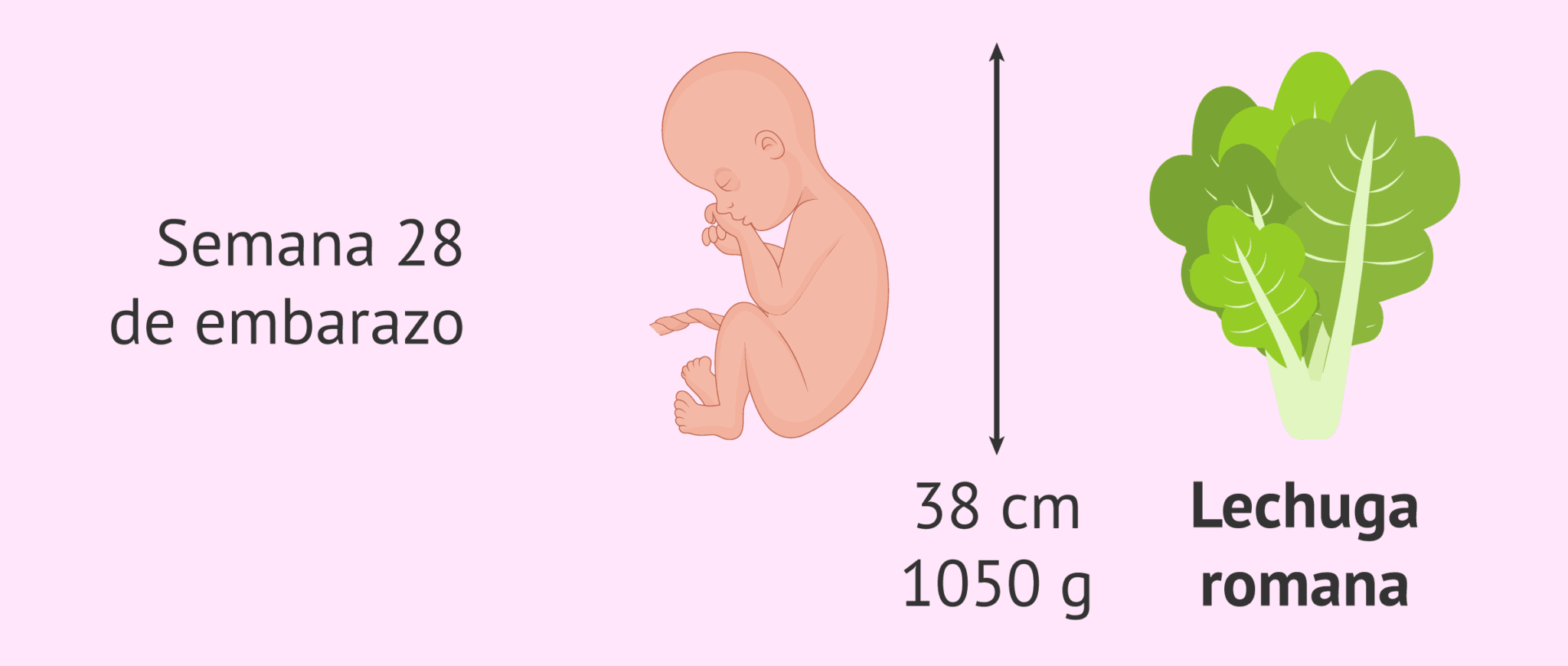 Medidas Del Bebé En La Semana 28 De Embarazo