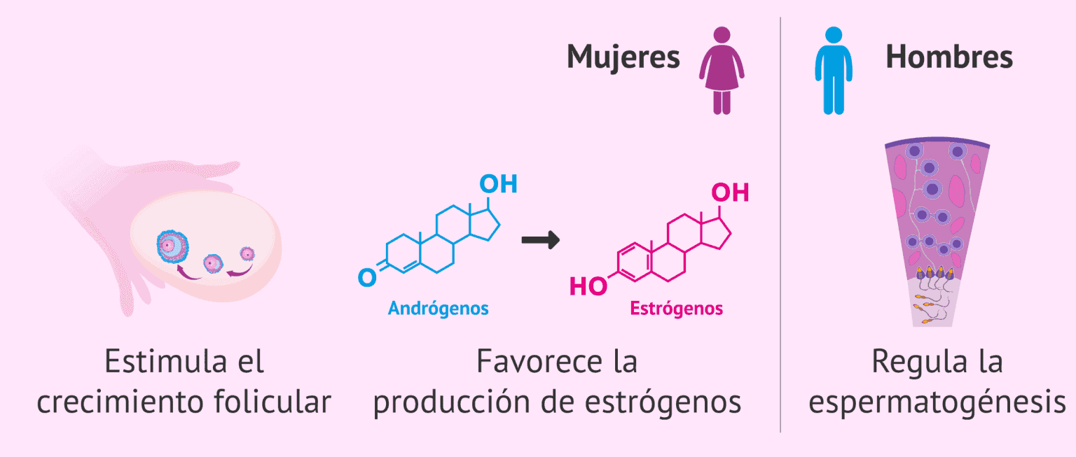 Funciones De La Hormona Fsh