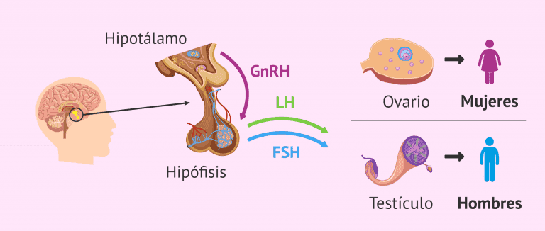 ¿cuáles Son Las Funciones De La Hormona Lh En El Ciclo Reproductivo