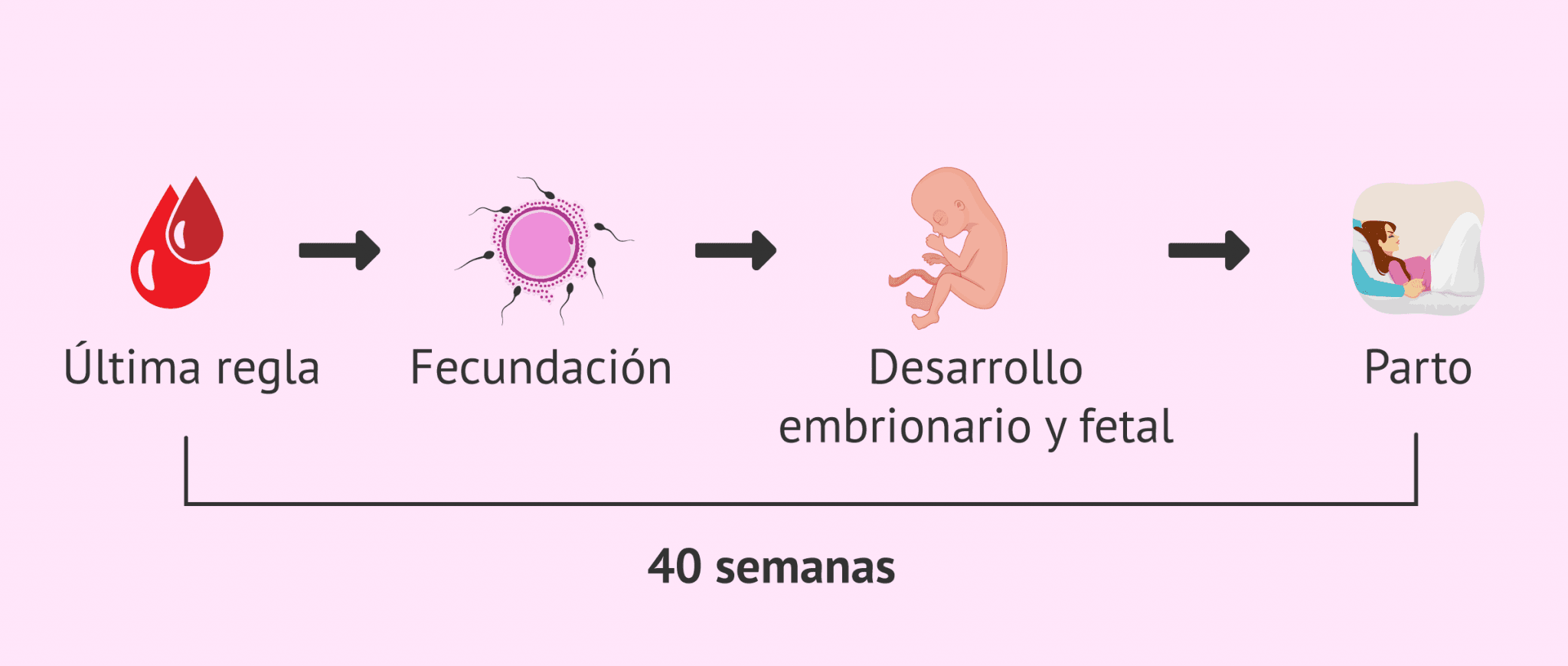 Primer Mes De Embarazo Primeros Síntomas Y Cuidados En La Madre