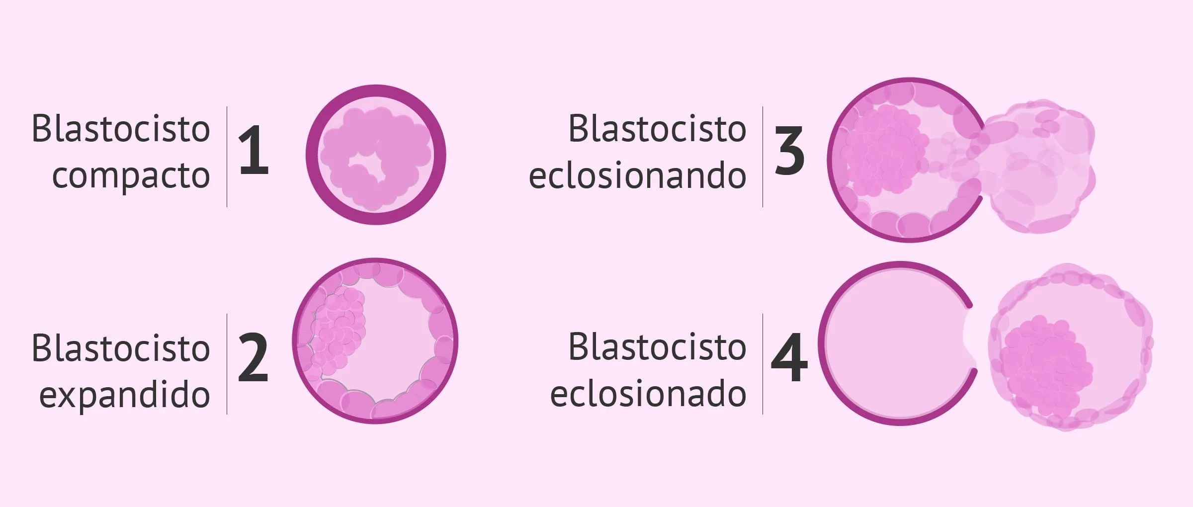 Desarrollo del blastocisto y eclosión