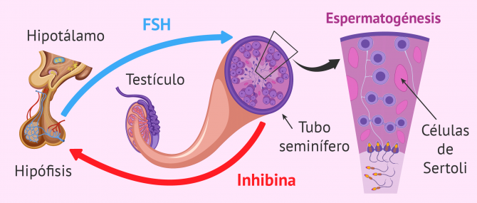 Imagen: Fármacos de FSH