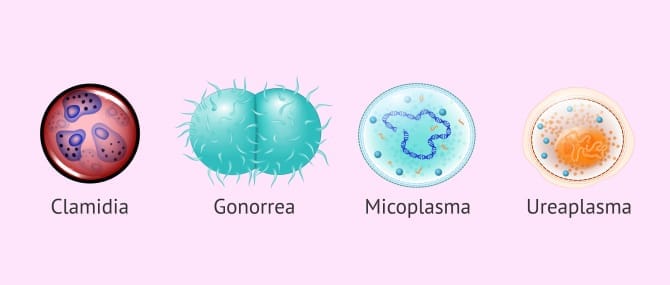 Imagen: Microorganismos que pueden causar infertilidad