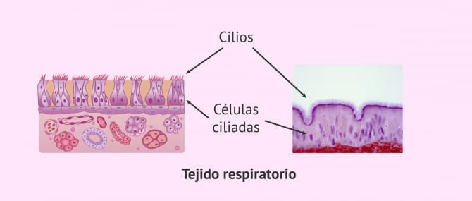 Imagen: Epitelio ciliar humano