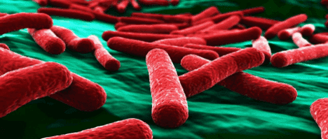 Bacterias intestinales