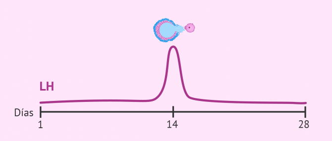 Imagen: Ciclo menstrual