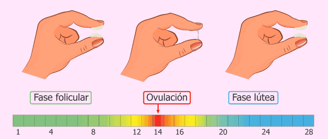 Imagen: Calcular días fértiles