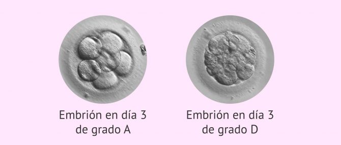 Imagen: Calidad de los embriones