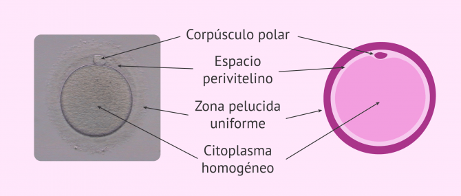 Imagen: Analizar la calidad de los óvulos