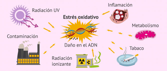 Imagen: Estrés oxidativo