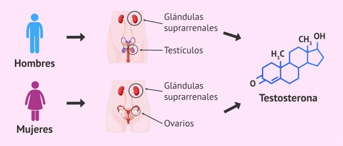 Imagen: hormona androgénica de la testosterona