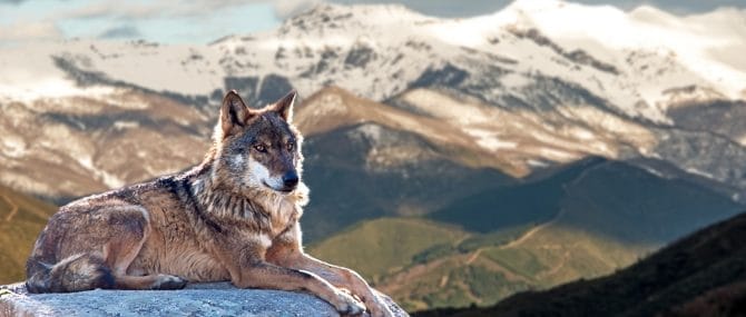 Imagen: Lupercos o amigos de los lobos