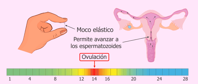 Imagen: Mucosidad cervical en la ovulación