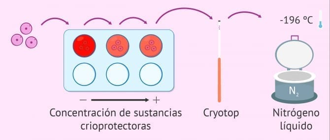 Imagen: Pacientes y donantes han hecho posible este estudio gracias a sus ovocitos.