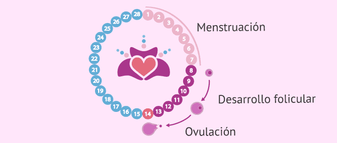 Imagen: Embrión implantado