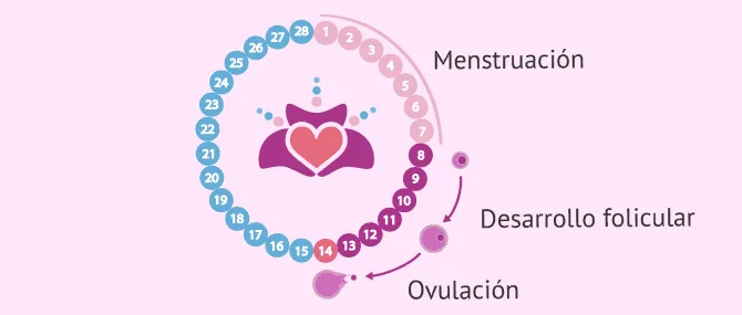 A las dos semanas de tener relaciones puedo saber si estoy embarazada sale