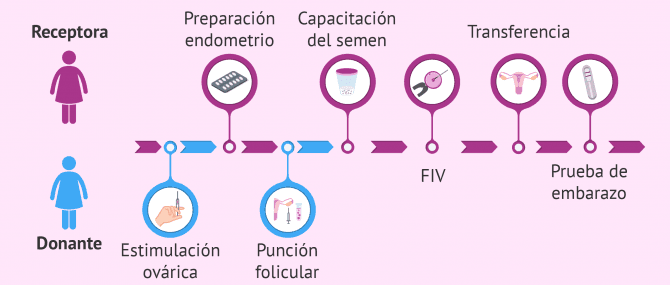 Imagen: Sincronización de la paciente y la donante de ovocitos