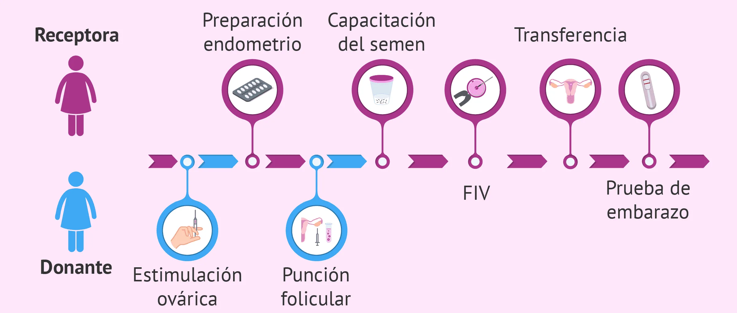 El proceso de ovodonación paso a paso