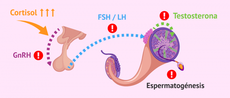 Imagen: Alteraciones del eje hipotálamo-hipófisis-testículo en hombres con estrés