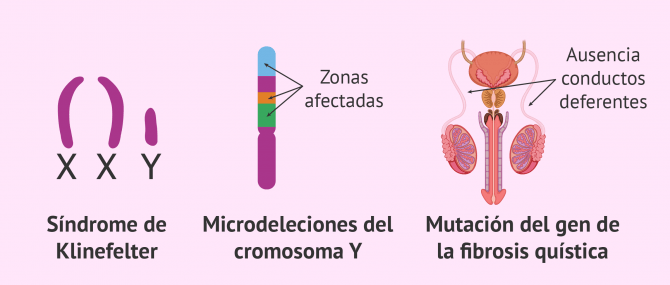 Imagen: Evitar la herencia de enfermedades genéticas