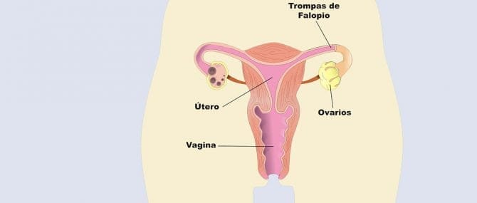 Imagen: Anatomía del aparato reproducor femenino