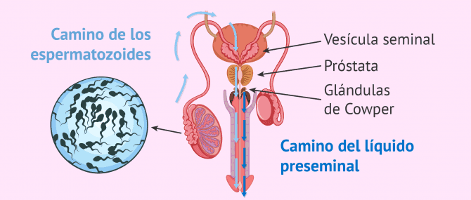 Imagen: Aparato reproductor masculino