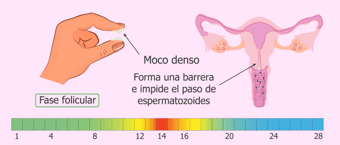 Imagen: Moco cervical antes de la ovulación