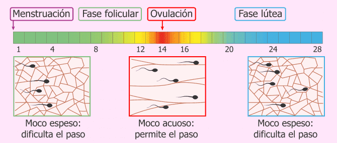 Imagen: Moco acuoso y moco espeso