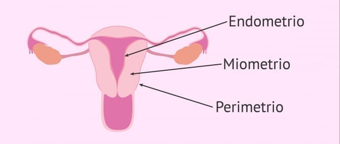 Imagen: Endometrio y capas uterinas