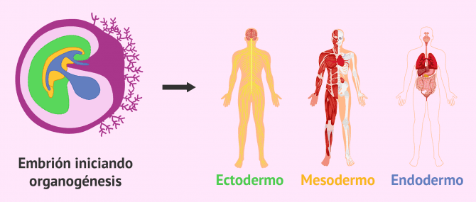 Imagen: Capas embrionarias e inicio de la organogénesis