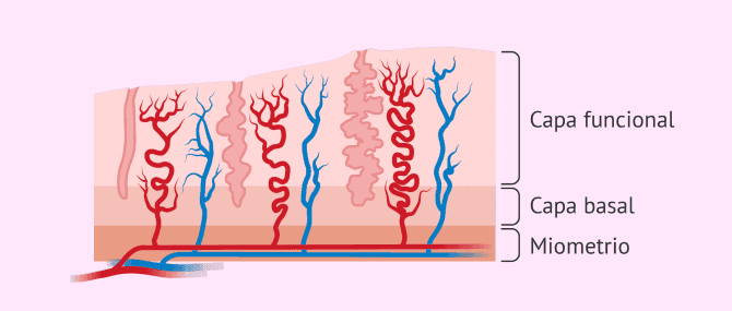 Imagen: ¿Qué capas contiene el endometrio?