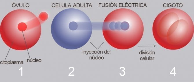 Imagen: Avances en reproducción asistida