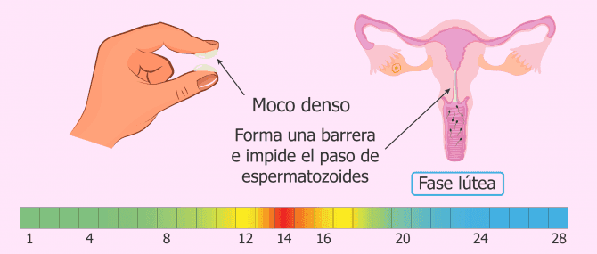 Imagen: Moco cervical en la fase lútea