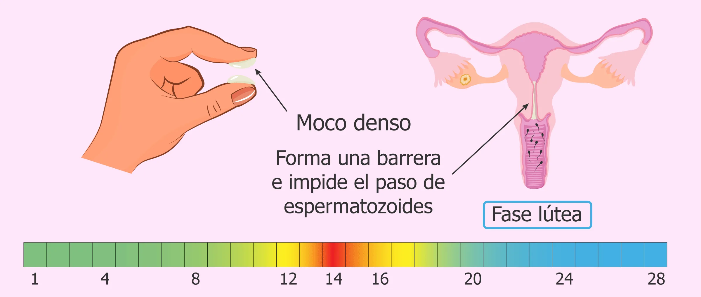 Consistencia y función del moco cervical en la fase lútea