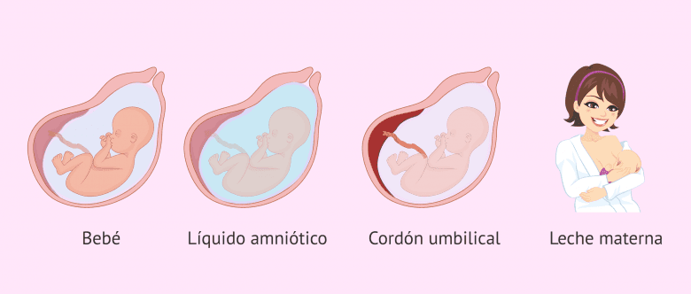 Imagen: Riesgo del coronavirus durante el embarazo