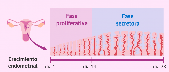 Imagen: Fases del crecimiento endometrial