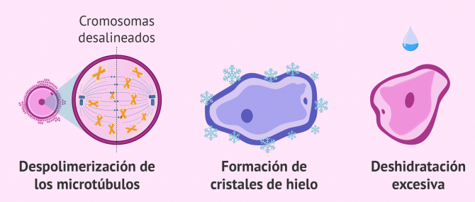 Imagen: Un estudio compara y muestra resultados relevantes de ambas técnicas de reproducción asistida.