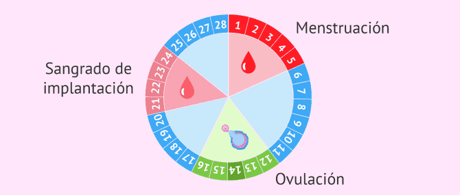 Imagen: Sangrado de implantación en el ciclo menstrual