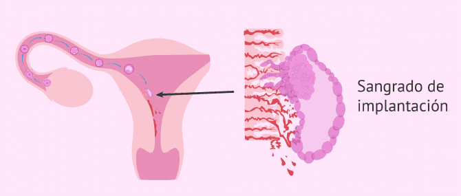 Imagen: Desarrollo embrionario y sangrado de implantación